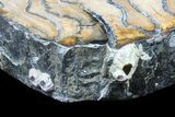 Polished Mammoth Molar Slice - South Carolina #39007-1